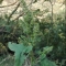 Amaranthus blitoides