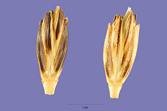 Σπόρος Ζέας (Triticum dicoccum)