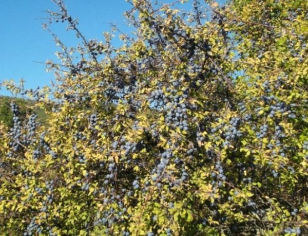 Προύνος ο ακανθώδης ή Τσαπουρνιά (Prunus spinosa)